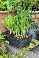 A recycled metal container planted with spring onions and lettuce.