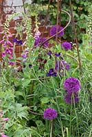 Sweet peas growing through a metal obelisk surrounded by alliums and foxgloves.