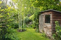 View of secluded part of long, narrow, town garden in spring with timber tool shed, wooden bench and group of three young birch trees underplanted with hellebores.