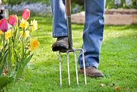 Lawn care in spring. Aerating with garden fork.