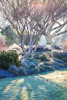 Betula apoiensis 'Mount Apoi', Birch. January, The Winter Garden, Bressingham Gardens.