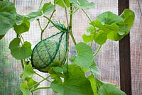 Melon in greenhouse supported with net