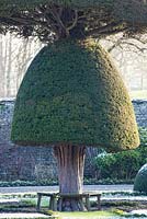 Topiary yew tree at Levens Hall.