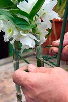 Staking a Dendrobium orchid grown in a pot
