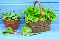 Container vegetables, lettuce, 'Little Gem' growing in old shopping basket, and radishes in terracotta flower pot, UK, June