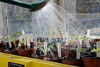 Watering Home grown Tomato and Chilli seedlings, in propagater on the greenhouse bench, UK, March