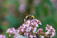 Bumble bee species feeding on common thyme - Thymus vulgaris, Norfolk