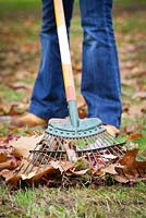 Raking leaves from a lawn with a springtine rake