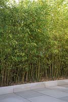 Tall Bamboo planted in patio border to block view to neighbours house