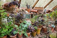 Succulents and other tender plants in the greenhouse for overwintering.