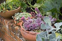 Echeveria 'Duchess of Nuremberg' with other potted succulents in shallow containers on brick wall