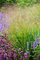 Panicum virgatum 'Hanse Herms' - switch grass, Agastache foeniculum and Origanum vulgare, late summer, RHS Wisley.