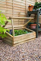 Wooden cold frame with selection of vegetable and plant plugs