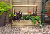 Wooden cold frame with a selection of summer flowers