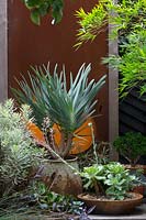 A specimen plant, Aloe pilicatilis, Fan Aloe growing in a repurposed metal concrete mixer, with fleshy silver green leaves, in front of a rusty corten steel screen surrounded by a collection potted succulents.