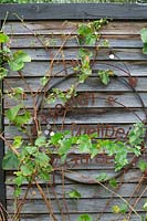 Rusty garden sign ornament mounted onto a recycled timber wall with Vitis vinifera, Grape Vine growing through it.