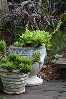 Two rustic retro cast cement pots with an Aloe juvenna, Tiger tooth aloe and an Echeveria species with bright green fleshy leaves.