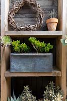 A set of timber shelves attached to a timber screen with a collection of potted succulents and a rustic wreath. An old repurposed galvanised box planted with Crassula ovata 'Gollum'.