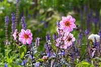 Detail of purple salvia, pink single dahlias, - The Brewin Dolphin Garden - RHS Chatsworth Flower Show 2017 - Designer: Jo Thompson - Best Free Form Garden