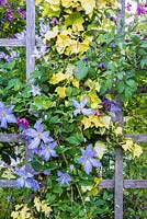 Clematis and Hedera 'Buttercup' growing on trellis - C. 'Blue Angel', 'Etoile Rose' and 'Mary Rose'
