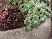 Sempervivum 'Royal Ruby' with Sempervivum arachnadeum, cobweb houseleek in alpine trough