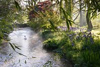 Sun breaks through trees underplanted with Camassias beside a tributary of the River Avon at Heale House, Wiltshire on a frosty April morning