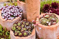 Hardy succulents including Sempervivums and Sedums in clay pipes
