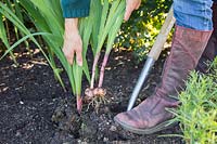 Step by step series of lifting Gladiolus in Autumn - Woman digging corms up with a fork