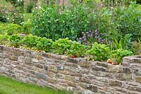 Strawberries raised off the ground by growing in low wall built around vegetable garden