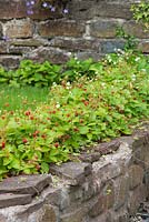 Alpine strawberries raised off the ground by growing in low wall