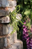 Fern Asplenium Trichomanes growing on old brick wall. Romance in the Ruins, BBC Gardeners World Live Flower Show 2017