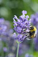Bee on Lavandula angustifolia 'Lavender Haze'