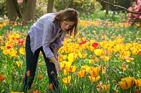 Deadheading Narcissus - Daffodils in naturalised patch of Tulips, April