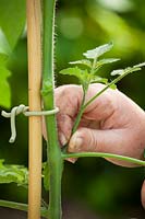 Pinching out tomato side shoots to encourage more fruit formation, June
