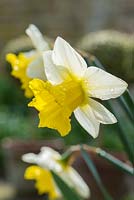 Narcissus 'Spring Dawn'