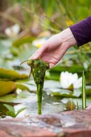 Removing blanket weed from a pond. May
