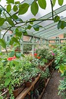 Interior of lean to greenhouse with collection of species pelargoniums and succulents. June