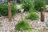 Gravel garden planted with sea pinks and other salt tolerant plants. By The Sea. 
