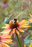 Echinacea 'Sunseekers Orange', a compact coneflower bearing many pinkish orange flowers from July. Loved by bees.