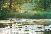 Lake with swans, Brockhampton, Herefordshire. 