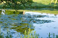 Lake in summer, Brockhampton, Herefordshire.
