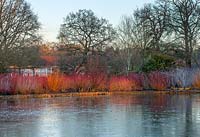 Stems of Cornus reflected in the lake in winter - RHS garden Wisley