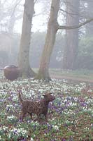 Woven dog sculpture stands among flowering snowdrops and Crocus in The Woodland Garden, Highgrove, February, 2019.

