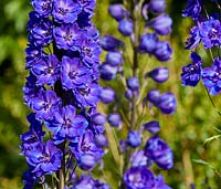 Delphiniums in bloom in The Cottage Garden at Highgrove, June, 2019.
