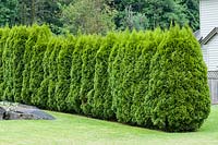 A hedge of Thuja occidentalis 'Smaragd' - White Cedar 
 