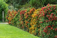 Pyracantha hedge. Mixed varieties