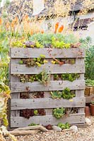 Pallet planter with mixed succulents.