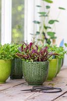 Miniature pots with microgreen on windsill