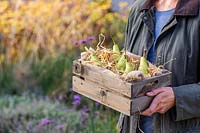 Woman carrying wooden crate of harvested pears.