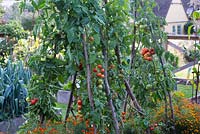 Tomatoes growing on hazel supports in a raised bed with Tagetes - marigolds. 